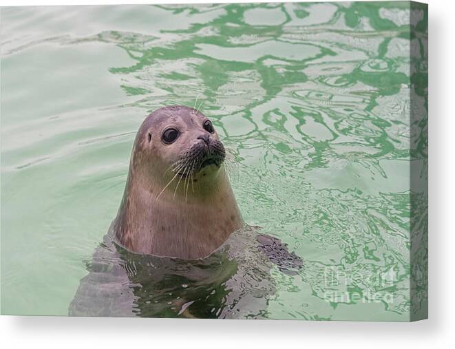 Animals Canvas Print featuring the photograph Seal in water by Patricia Hofmeester