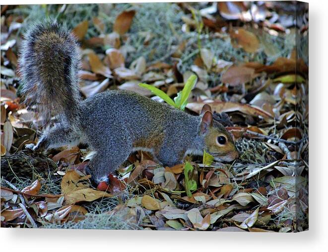 Wild Animal Canvas Print featuring the photograph Searching For Food by Cynthia Guinn