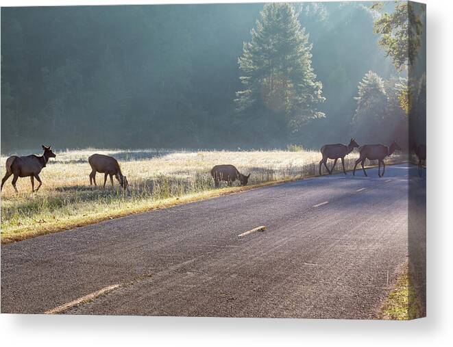 Elk Canvas Print featuring the photograph Searching For Greener Grass by D K Wall