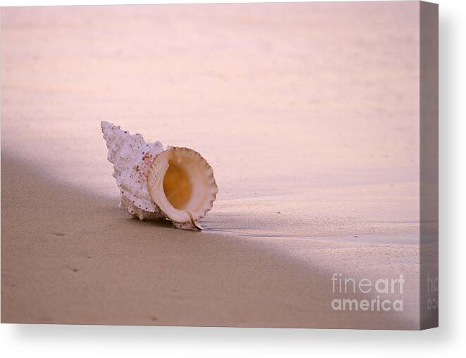 Beach Canvas Print featuring the photograph Seashell by Mary Van de Ven - Printscapes