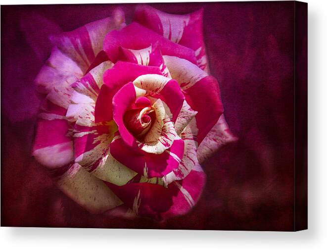 Pink And White Rose Canvas Print featuring the photograph Secret Heart by Marina Kojukhova