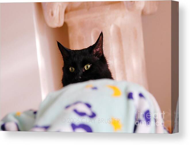 Clay Canvas Print featuring the photograph Secret Mission For Catnip by Clayton Bruster