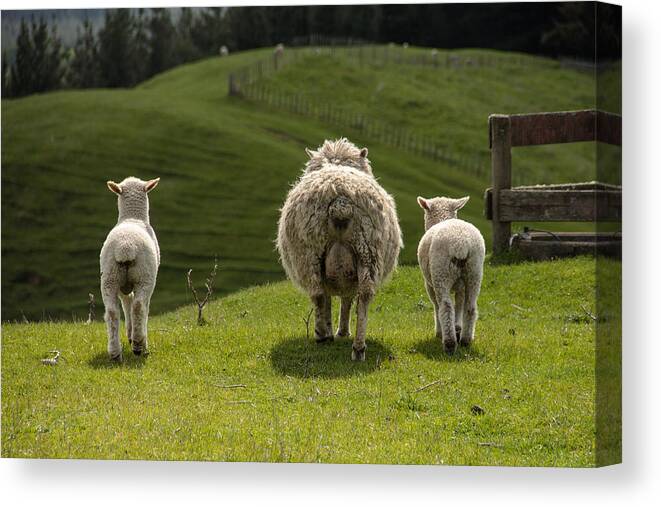 Nz Canvas Print featuring the photograph See you next time by Peteris Vaivars