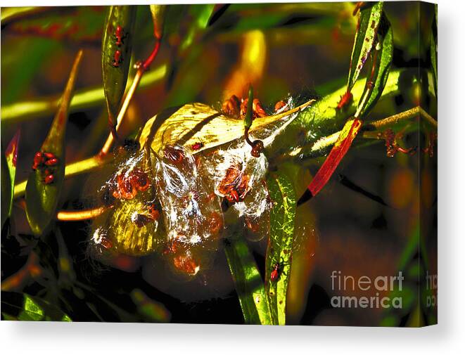  Canvas Print featuring the photograph Seed Pod Oopening by David Frederick