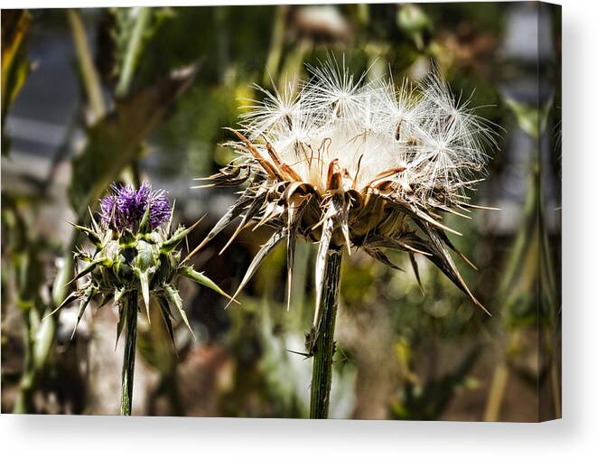 Artichoke Thistle Canvas Print featuring the photograph Seedy Neighborhood by Kelley King