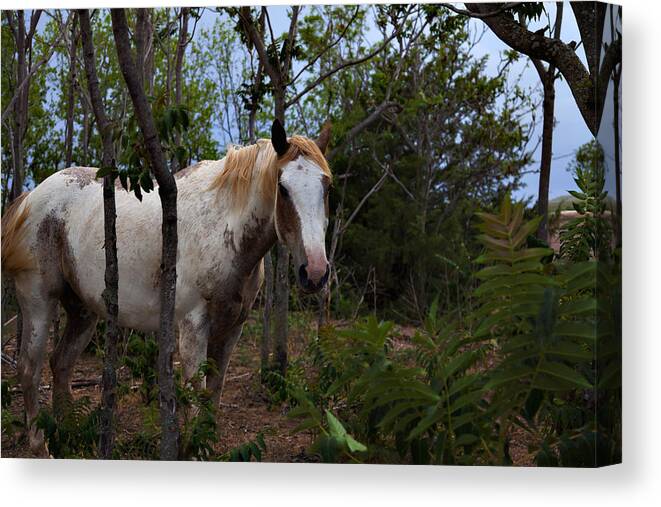 Equine Canvas Print featuring the photograph Horse Seeking Shade by Toni Hopper Equine Canvas Print featuring the photograph Horse Seeking Shade by Toni Hopper