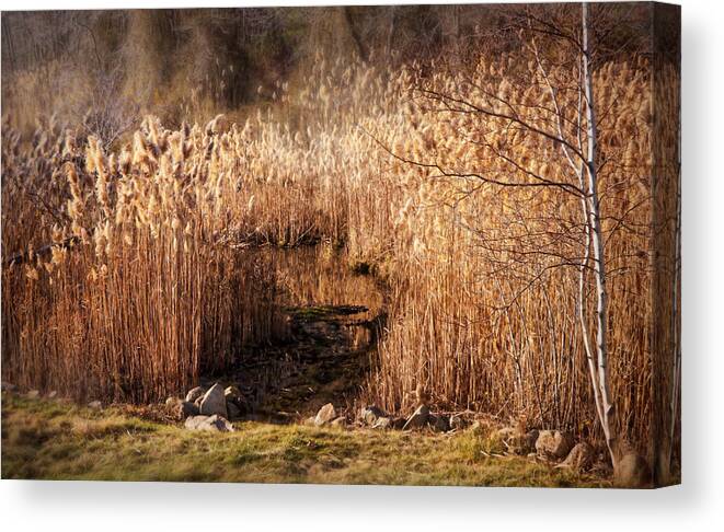 Landscape Canvas Print featuring the photograph Sepia of Late Fall by Lilia S