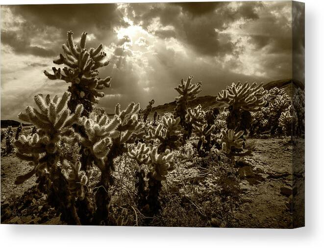 Art Canvas Print featuring the photograph Sepia Tone of Cholla Cactus Garden bathed in Sunlight by Randall Nyhof