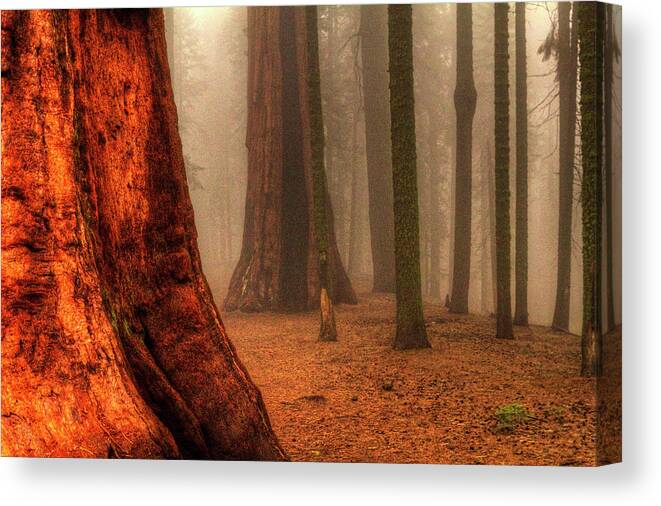 California Canvas Print featuring the photograph Sequoias touching the Clouds by Roger Passman