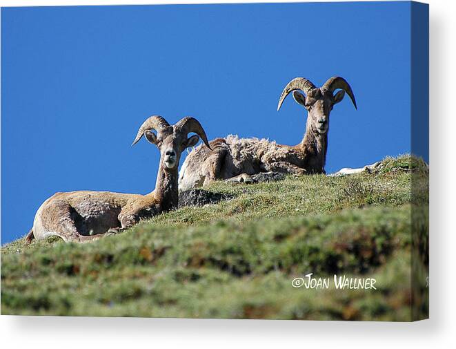Big Horn Sheep Canvas Print featuring the photograph Serene Big Horn Sheep by Joan Wallner