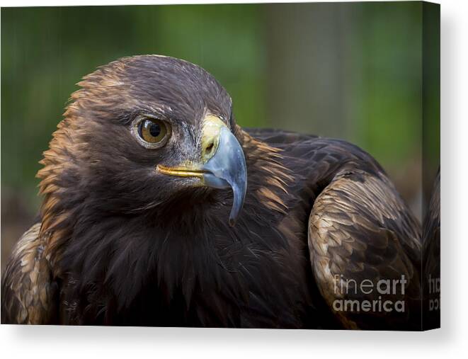 Bird Canvas Print featuring the photograph Serious by Andrea Silies