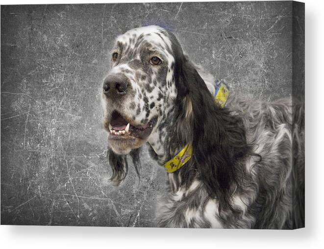 English Canvas Print featuring the photograph Setter 1 by Rebecca Cozart