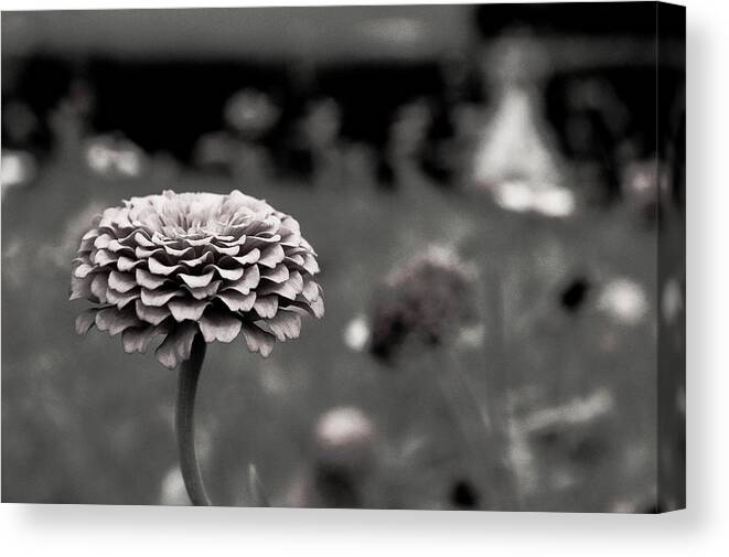 Zinnia Canvas Print featuring the photograph Shades of Gray by Sonya Nicole Smith