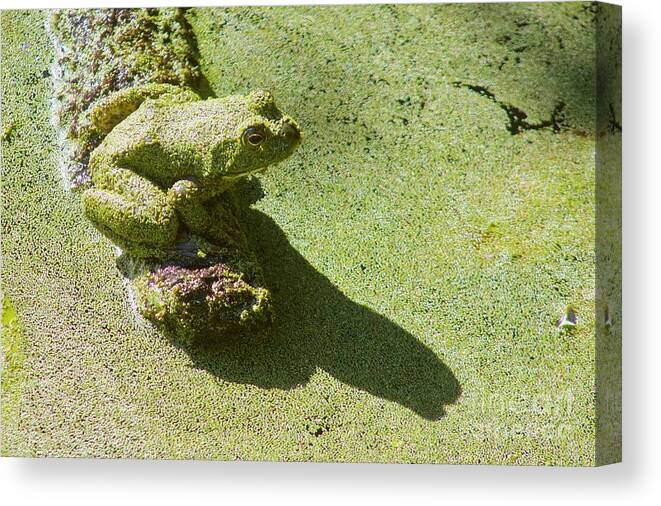 Photography Canvas Print featuring the photograph Shadow and Frog by Sean Griffin