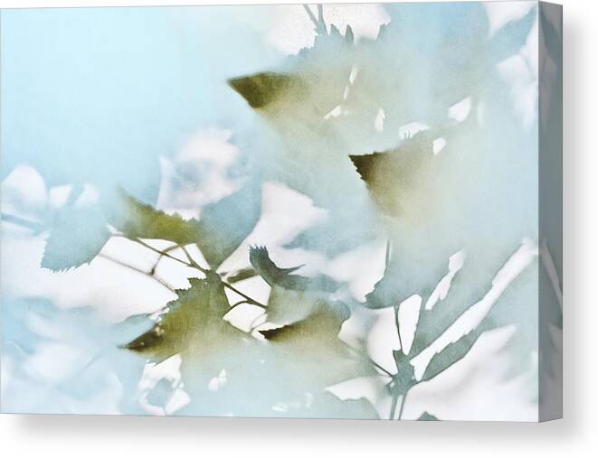 Leaves Canvas Print featuring the photograph Shadow Leaves by Scott Norris