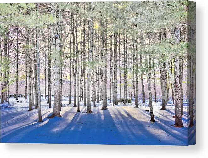 Treescape Canvas Print featuring the photograph Shadowfax by Jeff Cooper
