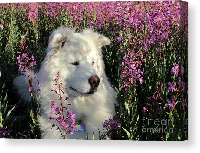 Samoyed Canvas Print featuring the photograph Shadows by Fiona Kennard