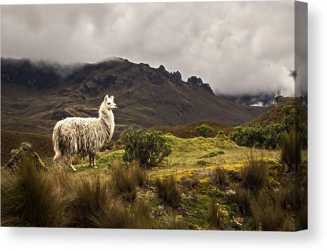 Alpaca Canvas Print featuring the photograph Shaggy Llama by Maria Coulson