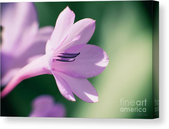 Flower Canvas Print featuring the photograph She Listens Like Spring by Linda Lees