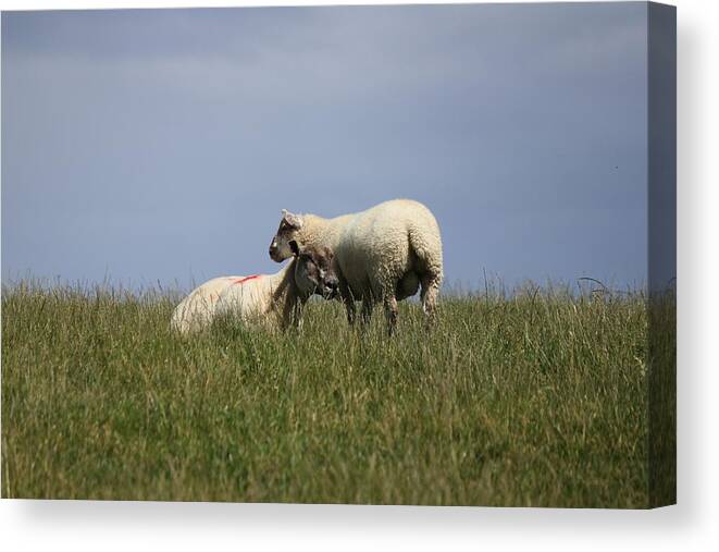 Sheep Canvas Print featuring the photograph Sheep 4221 by John Moyer