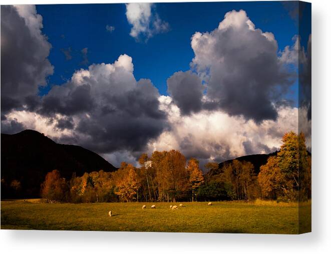 Autumn Canvas Print featuring the photograph Sheep and Storm Clouds by Irwin Barrett
