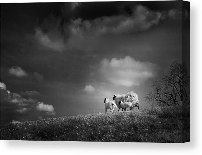 Sheep Canvas Print featuring the photograph Sheep Clouds by Dorit Fuhg