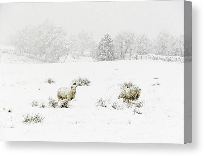 Animals Canvas Print featuring the photograph Sheep in the Snow by Chris Smith