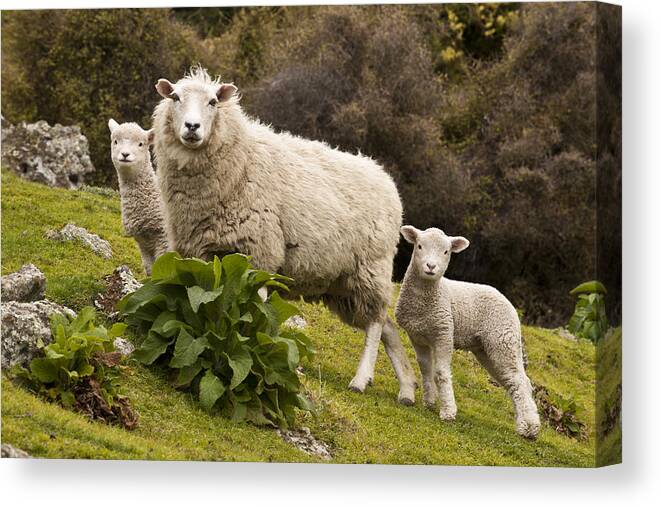 00479625 Canvas Print featuring the photograph Sheep With Twin Lambs Stony Bay by Colin Monteath