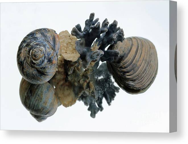 Still Life Canvas Print featuring the photograph Shell Reflections by Mary Haber