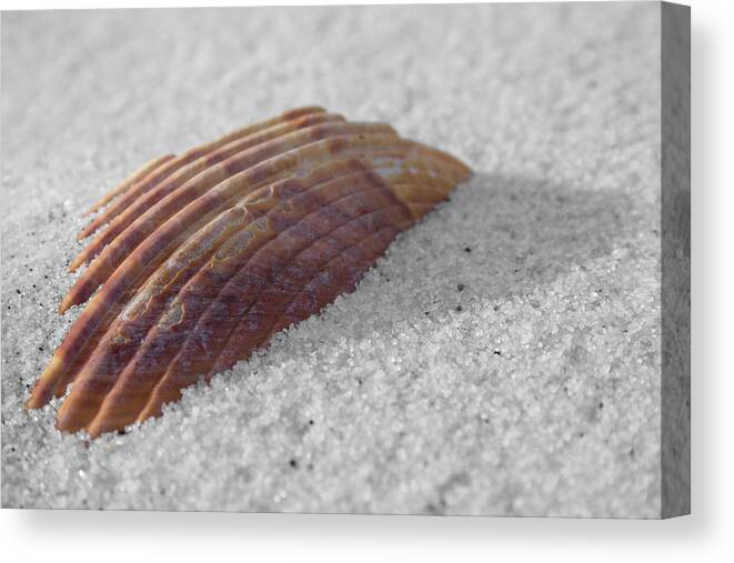 Shell Shadow Canvas Print featuring the photograph Shell Shadow by Dylan Punke