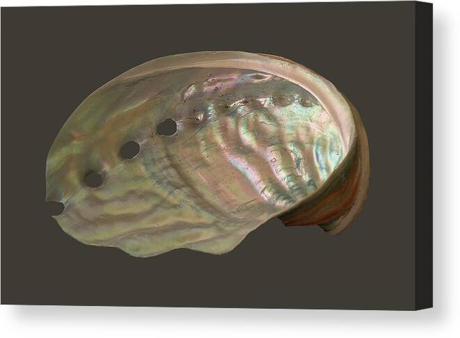Shell Canvas Print featuring the photograph Shell Transparency by Richard Goldman