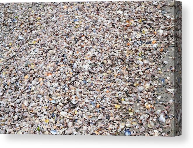 Shells Canvas Print featuring the photograph Shells by Dani McEvoy