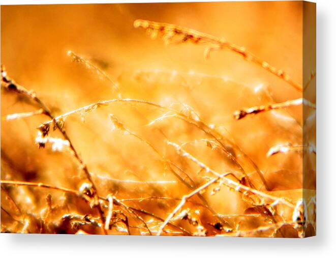 Grass Canvas Print featuring the photograph Shimmer by Julie Lueders 