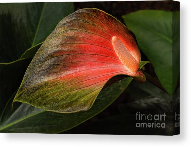 Flamingo Lily Canvas Print featuring the photograph Shine a Light by Marilyn Cornwell