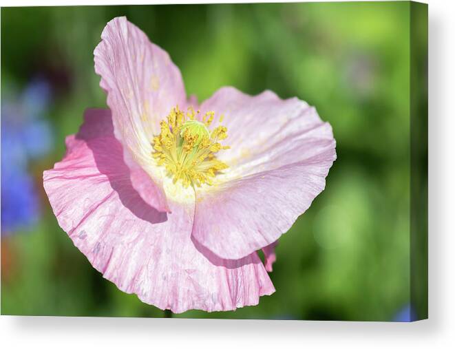 Shirley Poppy Canvas Print featuring the photograph Shirley Poppy 2018-1 by Thomas Young