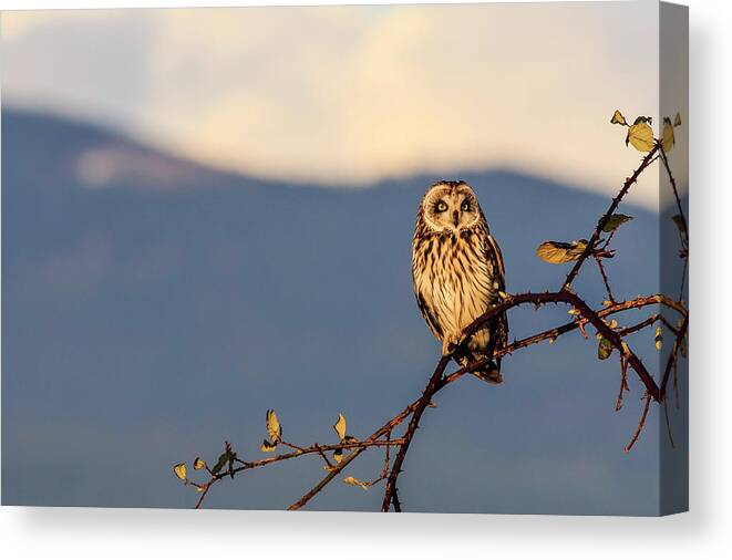 Landscape Canvas Print featuring the photograph Short-eared Owl by Briand Sanderson