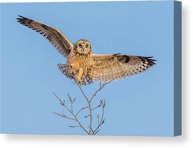 Short-eared Owl Landing #2 Canvas Print featuring the photograph Short-Eared Owl Landing #2 by Morris Finkelstein
