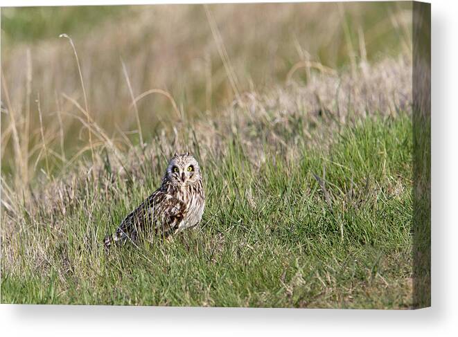 Owl Canvas Print featuring the photograph Short Eared Owl by Ronnie And Frances Howard