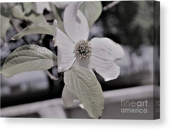 Shy Dogwood Bloom Canvas Print featuring the photograph Shy Dogwood Bloom by Carol Riddle