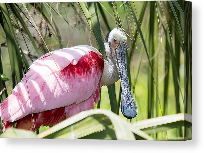 Wildlife Canvas Print featuring the photograph Shy Guy by Kenneth Albin