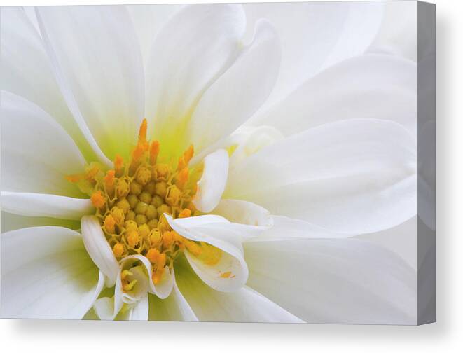 Flowers Canvas Print featuring the photograph Side Dahlia by Carolyn D'Alessandro