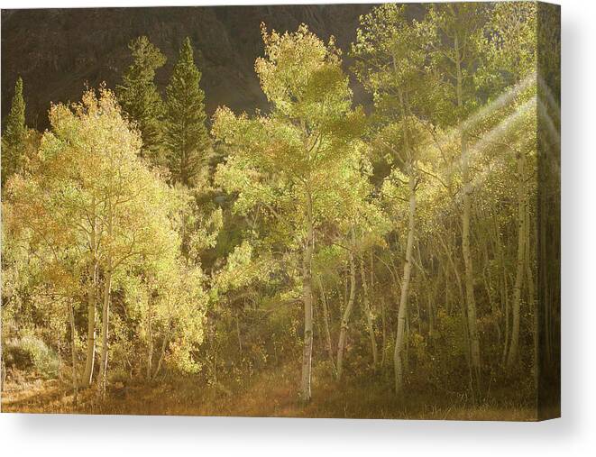 Fall Colors Canvas Print featuring the photograph Side-lit Aspens - Autumn in Eastern Sierra California by Ram Vasudev