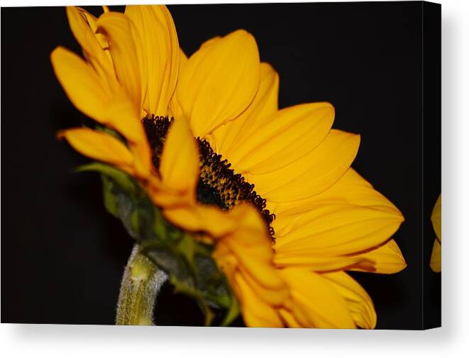 Side Of Sunflower Canvas Print featuring the photograph Side of Sunflower by Warren Thompson