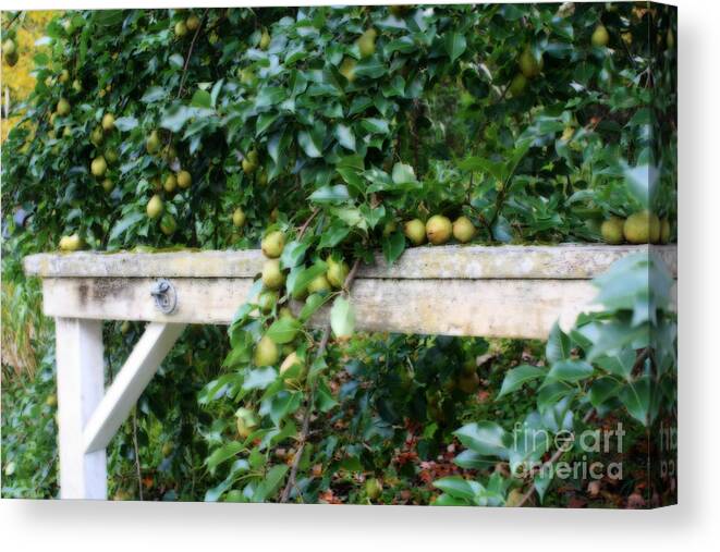 Autumn Canvas Print featuring the photograph Signs Of Autumn by Smilin Eyes Treasures