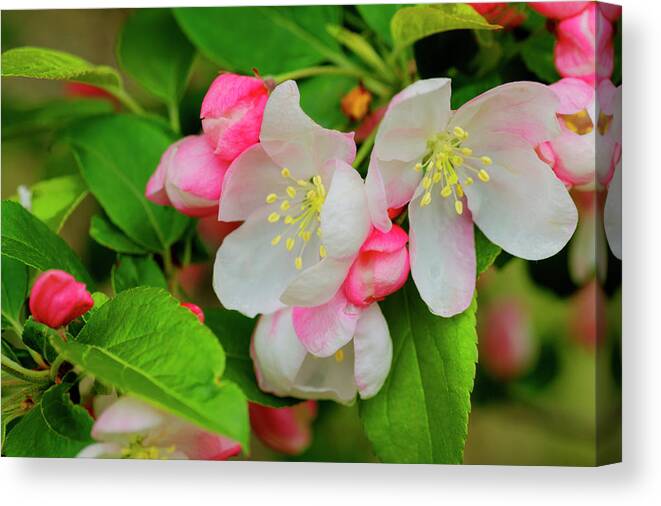 Flower Canvas Print featuring the photograph Signs of Spring by Steve Gravano