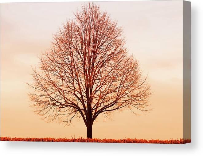 Tree Canvas Print featuring the photograph Silent Hill by Iryna Goodall