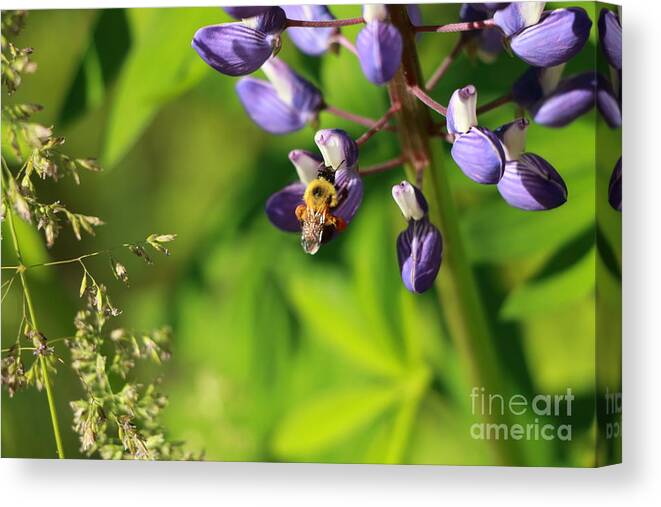Honey Bee Canvas Print featuring the photograph Silver Wings by Elizabeth Dow
