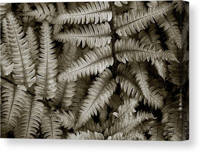 Ferns Canvas Print featuring the photograph Silvery Ferns by David Gordon