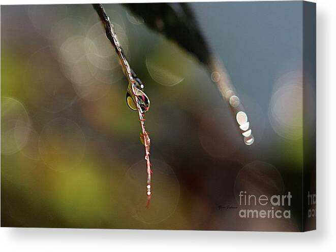 Droplets Canvas Print featuring the photograph Simple droplet by Yumi Johnson