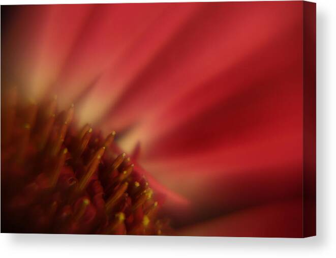 Gerbera Canvas Print featuring the photograph Simply Red by Carol Japp